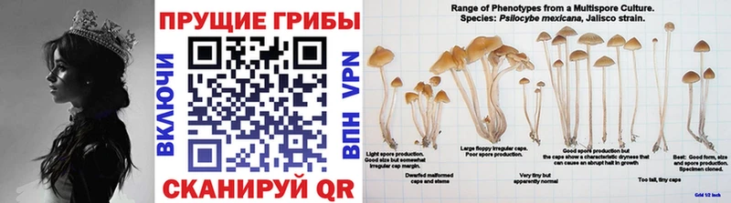 Галлюциногенные грибы Psilocybe  Купить где  Павловская 